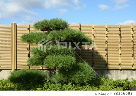 太子道 額安寺 境内の松 奈良県大和郡山市 太子道 額安寺 境内の松 奈良県大和郡山市 83356693
