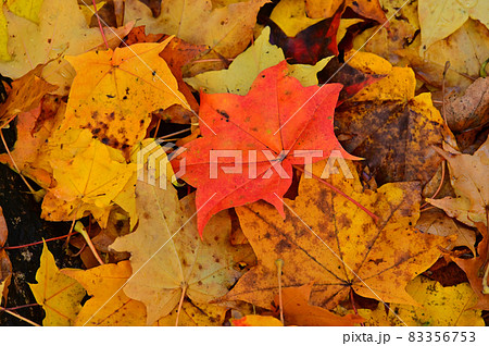 紅葉の落葉の写真素材