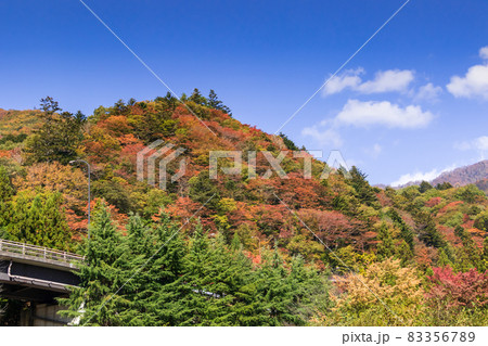 秋の四万温泉 ゆずりは地区の紅葉 秋の四万温泉 ゆずりは地区の紅葉 83356789