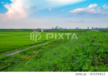 荒川河川敷 水田 さいたま新都心方面 真夏の風景 荒川河川敷 水田 さいたま新都心方面 真夏の風景 83356812