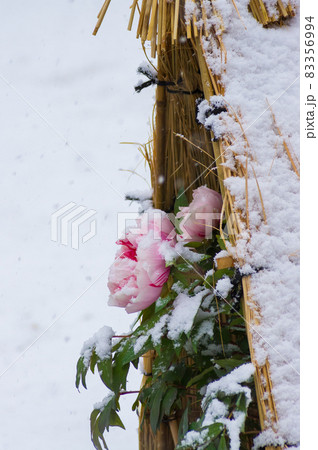 雪に覆われた藁囲い(ワラボッチ)の冬牡丹 雪に覆われた藁囲い(ワラボッチ)の冬牡丹 83356994
