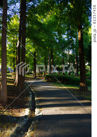 市街地の公園 緑豊かな公園 池 憩いの場 ニュータウン 市街地の公園 緑豊かな公園 池 憩いの場 ニュータウン 83357456