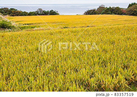 棚田ー実りの秋 棚田ー実りの秋 83357519
