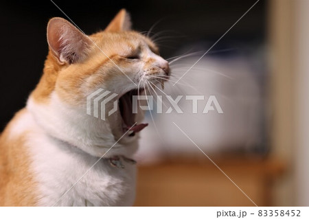 寝不足なのか大あくびをするトラ猫 83358452