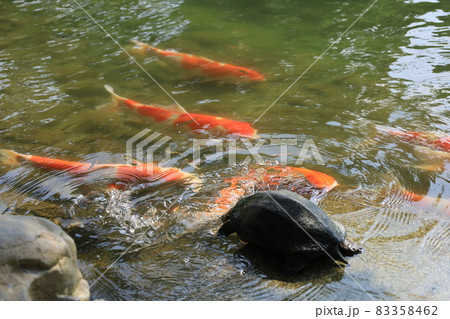 公園の池で陸の上の亀に寄って来る鯉 83358462