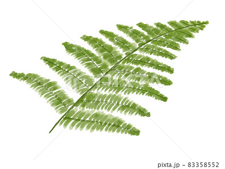 手描きのシダ 83358552