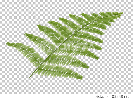 手繪蕨類植物 83358552