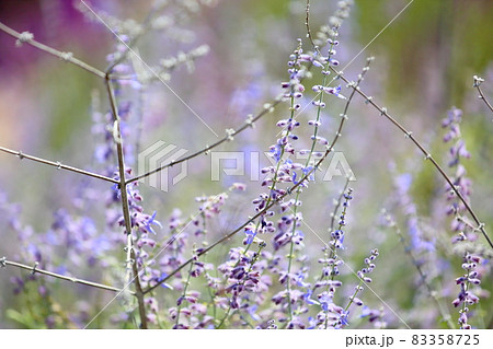 ロシアンセージの花 83358725