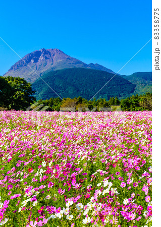 しまばら火張山花公園のコスモス 【長崎県島原市】 しまばら火張山花公園のコスモス 【長崎県島原市】 83358775
