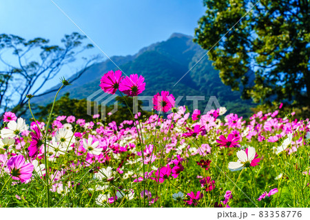 しまばら火張山花公園のコスモス　【長崎県島原市】 83358776