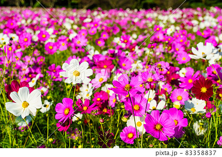 しまばら火張山花公園のコスモス 長崎県島原市 の写真素材 3587