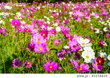 しまばら火張山花公園のコスモス 長崎県島原市 の写真素材 35