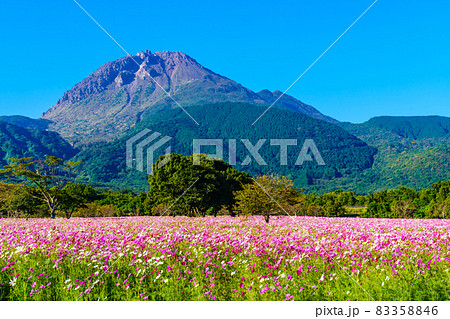 しまばら火張山花公園のコスモス 長崎県島原市 の写真素材 3546