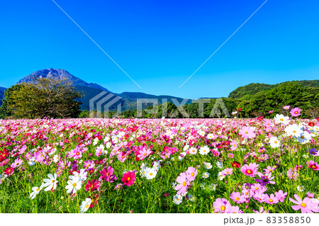しまばら火張山花公園のコスモス　【長崎県島原市】 83358850