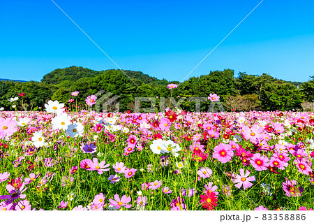 しまばら火張山花公園のコスモス 長崎県島原市 の写真素材 3586