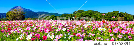 しまばら火張山花公園のコスモス パノラマ 【長崎県島原市】 しまばら火張山花公園のコスモス パノラマ 【長崎県島原市】 83358891