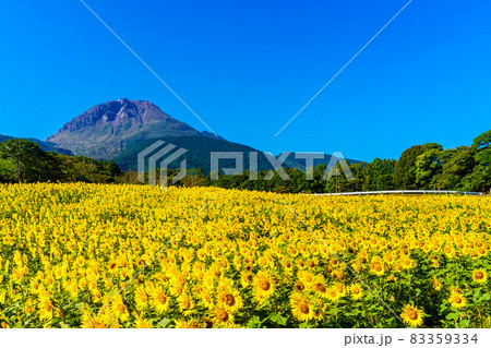 しまばら火張山花公園のひまわり 【長崎県島原市】 しまばら火張山花公園のひまわり 【長崎県島原市】 83359334