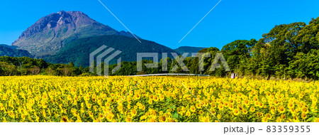 しまばら火張山花公園のひまわり パノラマ 【長崎県島原市】 しまばら火張山花公園のひまわり パノラマ 【長崎県島原市】 83359355