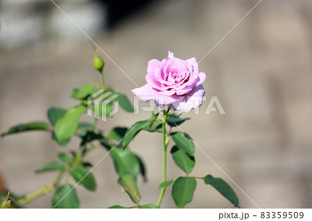 バラの花　スイートムーン 83359509