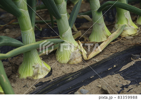 無農薬野菜 83359988