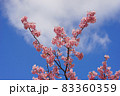 河津桜 83360359