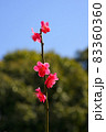 紅梅 83360360