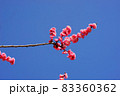 琳子梅 83360362