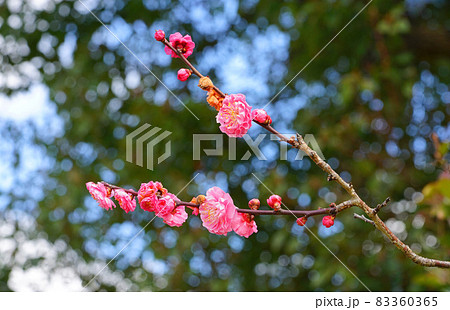 紅梅 淋子梅 紅梅 淋子梅 83360365