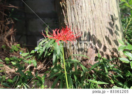 大樹と草花をバックに太陽の光のあたる1輪の赤い彼岸花の花にピントを