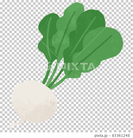 手書き風のカブ イラスト素材 スズナ 農作物 野菜のイラスト素材