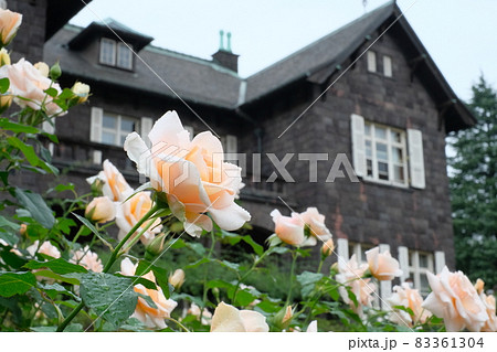 旧古河庭園のバラ園 旧古河庭園のバラ園 83361304
