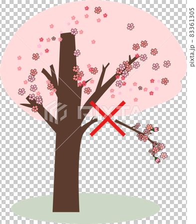 桜の枝を折るのは禁止です。 桜の枝を折るのは禁止です。 83361305