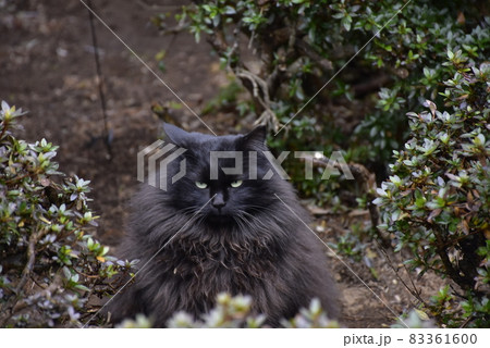 こちらを意地悪そうな目つきで見つめる黒猫 こちらを意地悪そうな目つきで見つめる黒猫 83361600