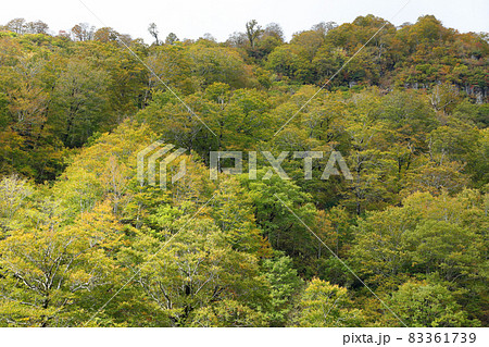 秋のブナ林は黄葉がしっとり美しい-国道252号アイヨシの滝展望所 秋のブナ林は黄葉がしっとり美しい-国道252号アイヨシの滝展望所 83361739