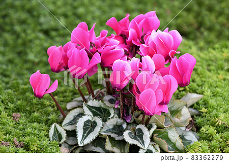 ガーデンシクラメン 83362279
