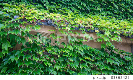 蔦のからまる瓦葺の塀 83362425