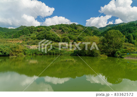 山の辺の道 萱生町二ノ瀬池 刀根早生柿 山の辺の道 萱生町二ノ瀬池 刀根早生柿 83362572