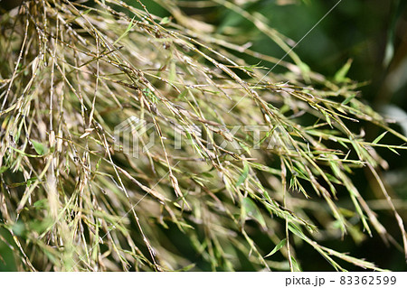 ホテイチク(布袋竹)の花 ホテイチク(布袋竹)の花 83362599