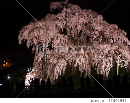 三春滝桜 83362955