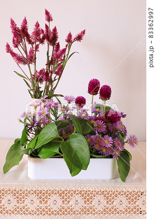 ケイトウの花 83362997