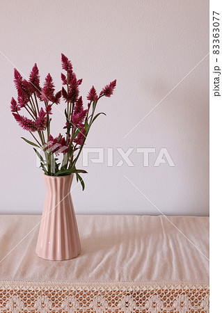 ケイトウの花の写真素材