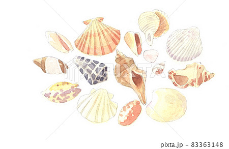 水彩：貝殻のイラスト素材 [83363148] - PIXTA