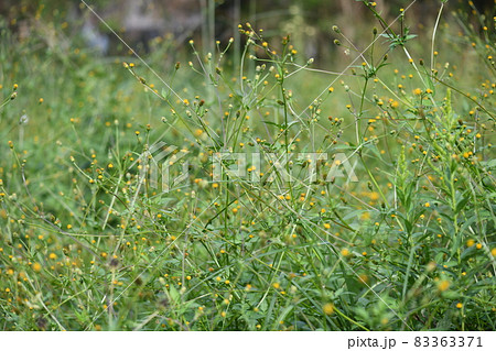 コセンダングサ（小栴檀草）の群生 83363371