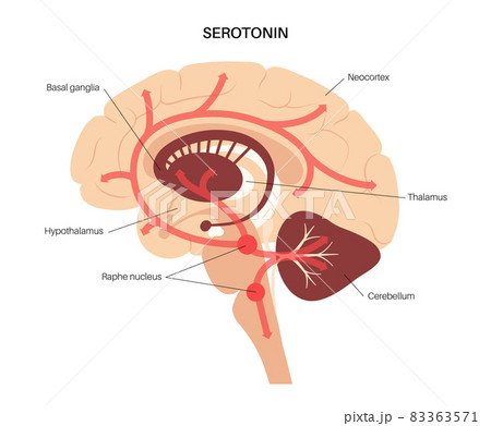 Serotonin pathway in brain Serotonin pathway in brain 83363571
