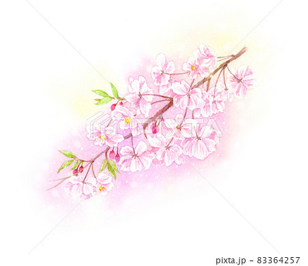 しだれ桜 八重桜 クローズアップ 水彩イラストのイラスト素材