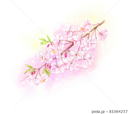 しだれ桜　八重桜　クローズアップ　水彩イラスト 83364257