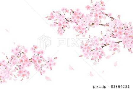 美しく華やかな満開の桜の花と花びら舞い散る春の白バック背景ベクター素材イラスト 83364281