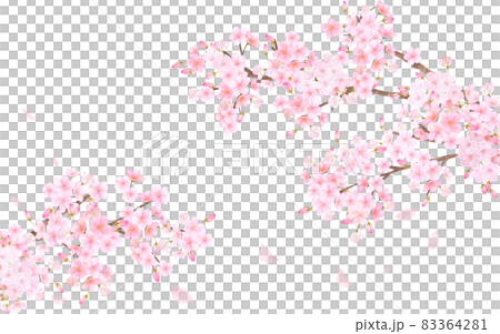 美しく華やかな満開の桜の花と花びら舞い散る春の白バック背景ベクター素材イラスト 83364281