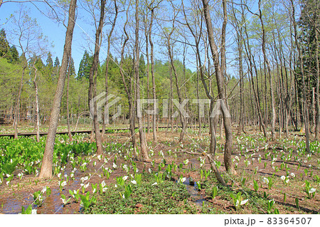 落倉自然園のミズバショウ 83364507