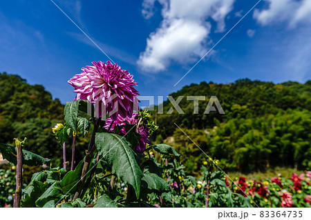 兵庫県・黒川ダリヤ園 兵庫県・黒川ダリヤ園 83364735